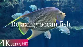 Most Beautiful 4K coral reef fish video, Relaxing ocean  fish🐟 & stunning aquarium relax music 🎵
