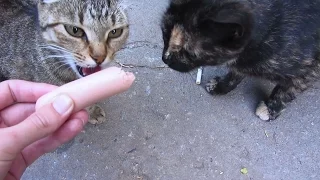 Hungry cats eating sausage