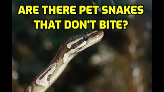 Are There Pet Snakes That Don't Bite?
