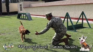 Reportaje Caninos Navales