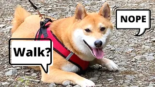 Decoding Shiba Inu Personality and Training Technique | Super Shiba