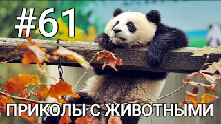 Приколы с животными 2023-СМЕШНЫЕ КУБЫ #61-СМЕШНЫЕ ЖИВОТНЫЕ 2023-Funny Animals Videos Compilation