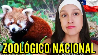 La REALIDAD del ZOOLÓGICO NACIONAL de SANTIAGO DE CHILE 🇨🇱  Enero 2024 | Mi sincera opinión