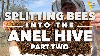 Part Two: Splitting Bees into the Anel Hive [Cora splits her own bees]