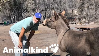 Donkey runs to owner after surviving wildfire | Animalkind