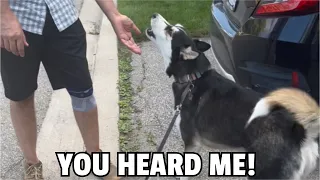 My Husky Will ARGUE With Anyone!