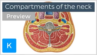 Compartments of the neck (preview) - Human Anatomy | Kenhub