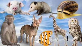 Vocabulary   Animal Sounds   Various Animal Sounds  Learn English for people ELEPHANT, COW, CHICKEN