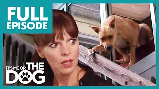 Dog Jumps Out the Window Causes Serious Injuries😱 | Full Episode | It's Me or the Dog