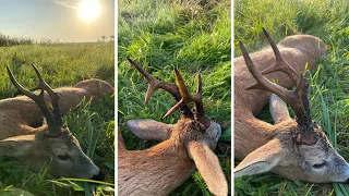 "Kapitale Böcke zur Blattzeit" - Bockjagd in Polen