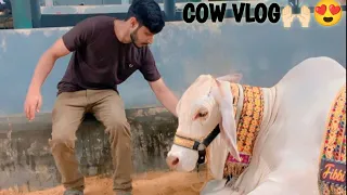 JAMIL MEMON VLOG😍 | MY FIRST VLOG🤌🏻❤️ |COW SEASON 2024🥳