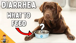 You're Feeding Your Dog With Diarrhea WRONG (Home Treatment Vet Advice)