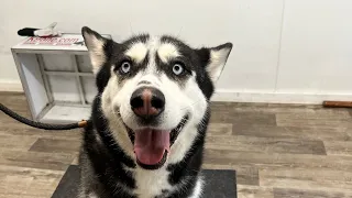 Bo the Husky/Malamute Training Update