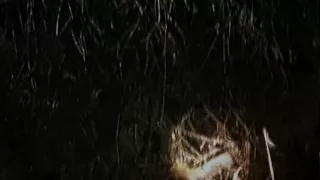 The Blair Witch Project scene Children in the woods