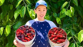 Picking Mulberries | GIANT Mulberry Trees with LOTS of Ripe Mulberries!!!