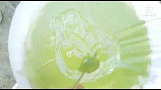 How to Harvest Spirulina..6291025482