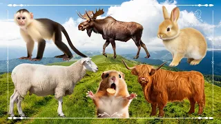 Cute Baby Monkeys - Moose, Rabbit, Sheep, Hamster & Highland Cow - Animal Moments