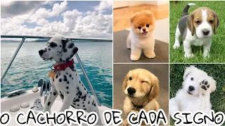 O CACHORRO DE CADA SIGNO - MUNDO DOS SIGNOS