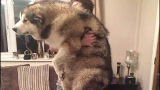 Alaskan Malamute 3 Month diet success