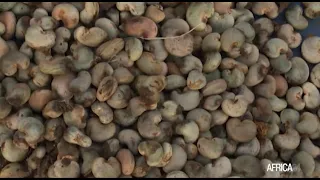 Guinée Bissau : exportation de 200 000 tonnes de noix de cajou prévue en 2022