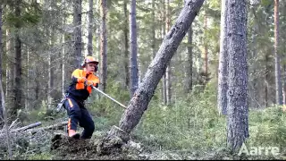 Kallistuneen puun kaato | Aarre 2015