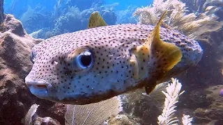 Two puffer fish glide beautifully over the reef in Roatan