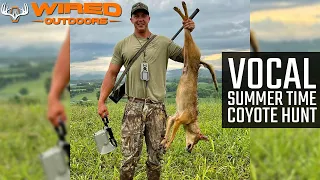 Vocal Summer Time Coyote Hunt