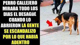 El Perro Miraba Todo Los Días El Desagüe Pluvial, Y Cuando Lo Abrieron La Gente Armo Un Escandalo