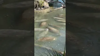 Manatees