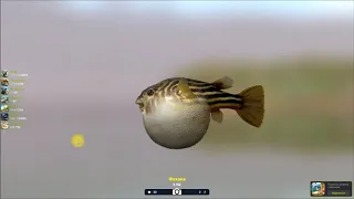 тетрадон Фахака, открытие локации, Принцесса Нила, в игре, Trophy Fishing 2