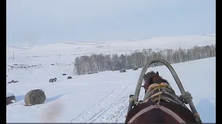 "Зима осторожно подкралась..." Дуговая запряжка лошади.