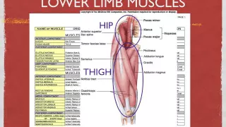 Identifying the Lower Limb Muscles