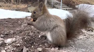 食通のエゾリス君　＋私のセルフネイル