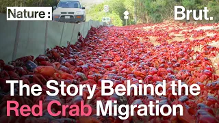 The Story Behind the Red Crab Migration on Christmas Island