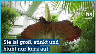 Titanenwurz im Frankfurter Palmengarten | hessenschau