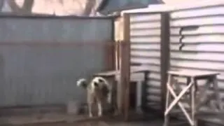 собака танцует Супер приколы про животных Февраль  2014
