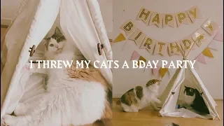 I Threw My Cats a Birthday Party |  VLOG