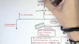 Part II - Aracidonic Acid Metabolites