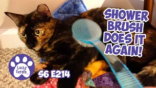 Shower Brush For The Win! Ziggy's Major Breakthrough - S6 E214 - Taming Feral Cats, Rescued Cats