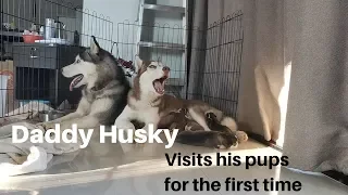 Daddy husky visits his pups for the first time!