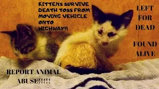 TWO KITTENS THROWN FROM VEHICLE FOUND ALIVE ON HIGHWAY