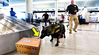 Police Dog Suddenly Rushed To A Box. Upon Checking It, Airport Officials Were Dumbfounded!