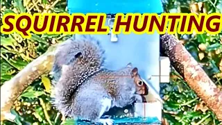 EPIC SQUIRREL HUNTING - A VERY BUSY MORNING - WEIHRAUCH HW100