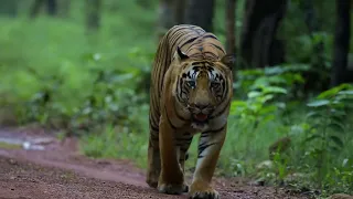 TIGRESS MADHU'S NEW CUBS IN TADOBA TIGER RESERVE, AMHARASHTRA.