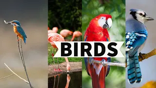 Birds Names |Birds Images | Birds Discover the Beauty of Birds