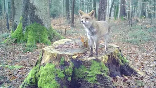 Fuchs im Wald. 20.2.24