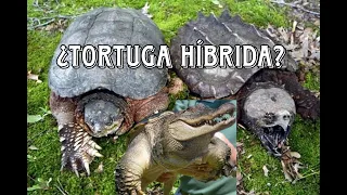 TORTUGA HIBRIDA - CAIMÁN Y LAGARTO