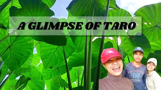 WATER GABI OR TARO GROW SO FAST | FARM LIFE | COUNTRYSIDE