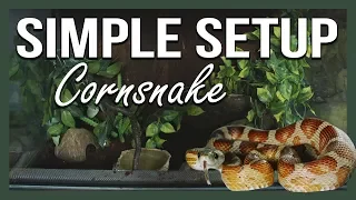 SIMPLE SETUP: CORNSNAKE