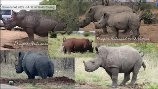 Top 5 White Rhino Marking Territory Videos | Kruger Park Sightings